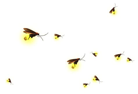 Firefly Png Images Transparent Background Png Play