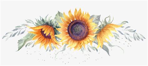 Sunflower Watercolor Hand Painted Transparent Free Watercolor