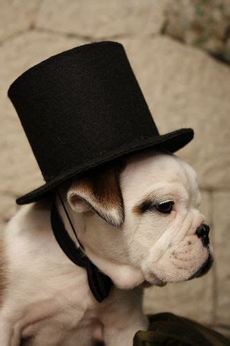 Pin By Jane Ann Lotton On Dogs Dog Top Hats Top Hat