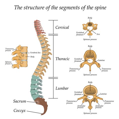 Maybe you would like to learn more about one of these? Anatomy of Ankylosing Spondylitis