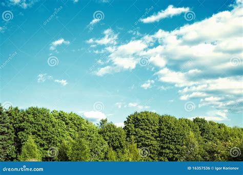 Green Forest With Blue Sky And Clouds Stock Photo Image Of Season
