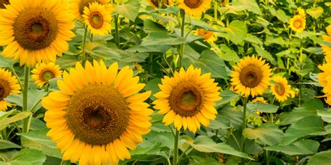 When And How To Harvest Sunflower Seeds And How To Roast Them Too