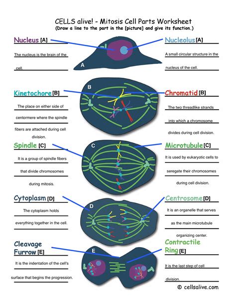 Cell division is the process by which biological cells multiply. Mitosis Worksheets | Alyssa's Blog