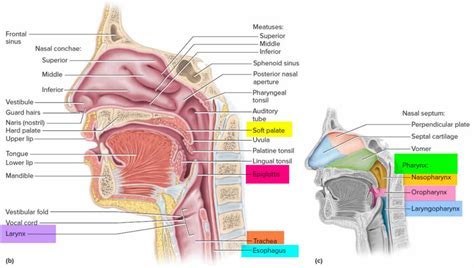 Vocal Cord Cyst Causes Symptoms Diagnosis Treatment Prognosis