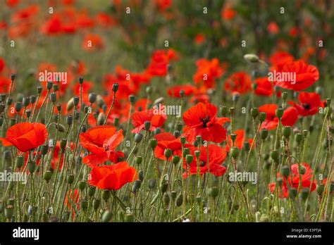 Acres Of Poppies Poppy Fields Norfolk Uk Stock Photo Alamy