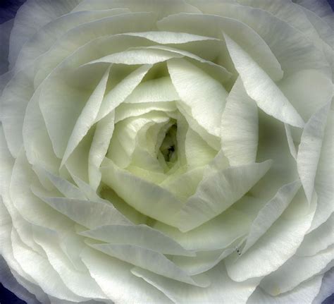 White Ranunculus White Ranunculus Ranunculus Flowers