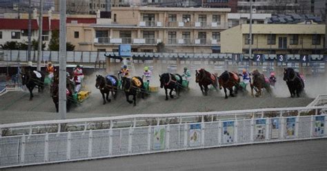 draft horse scratched  traditional hokkaido race  surprise birth  mainichi