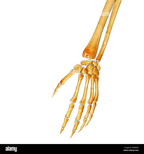 Hand Arm Anatomy Hi Res Stock Photography And Images Alamy