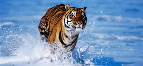 Tiger In Water Hd Wallpaper For Desktop And Mobiles Iphone X Hd