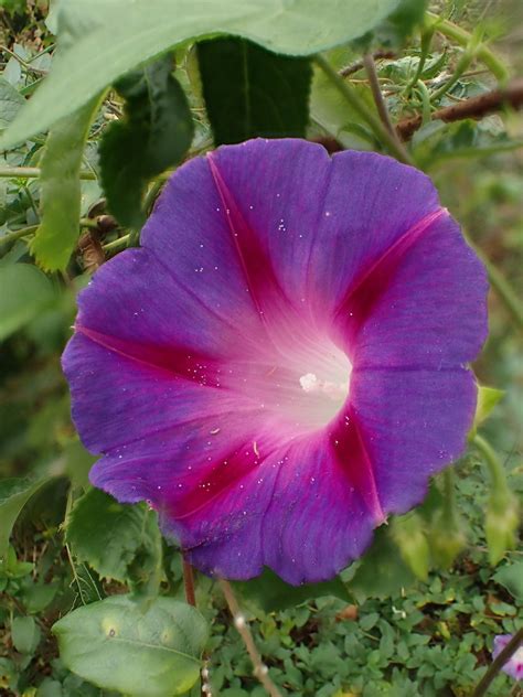 There is both a remarkable consistency and fascinating differences in jewish burial and mourning practices around the world. Luxury Morning Glory Flower - Beautiful Flower ...