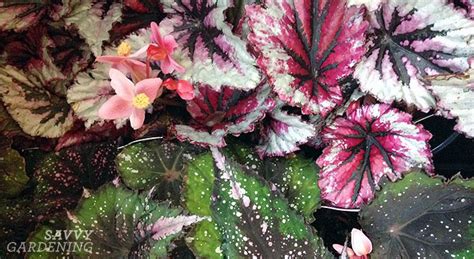 Shade Loving Rex Begonias That Will Steal The Show