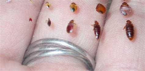 Bed Bug Identification Signs And Pictures