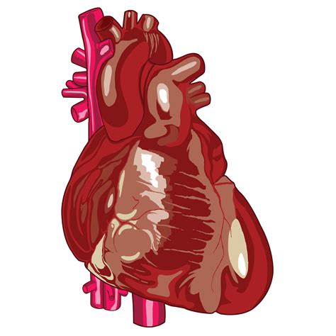 Medical Human Heart Vector Illustration 640060 Vector Art At Vecteezy