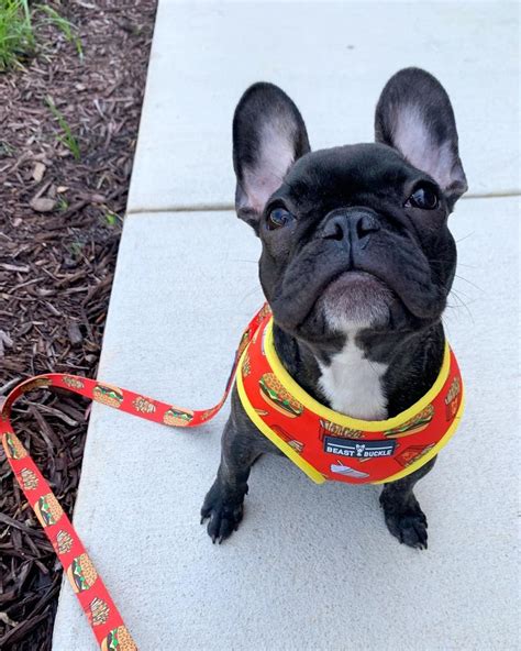 Since choosing the best french bulldog harnesses might sound challenging due to their unique body shape, we've selected 25 picks that will provide safety and that ease your strolls. Burgers 'n' Fries Classic Harness & Leash Set in 2021 ...