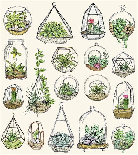 Illustration Of Terraniums Cactus Art Plant Drawing Plant Illustration