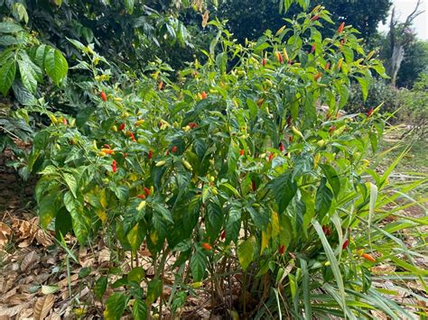Hawaiian Chili Pepperseedscapsicum Fruitescens10 Pepper Etsy