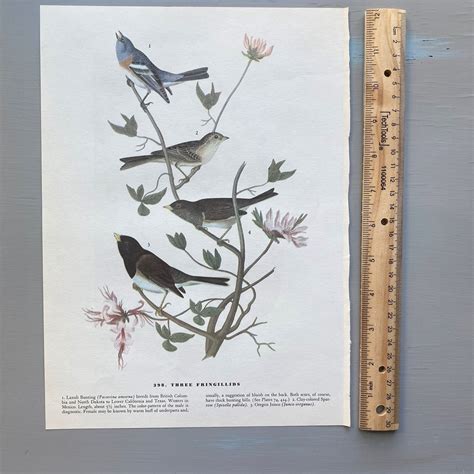 Vintage Audubon Bird Print Lithograph 9 X 12 Etsy
