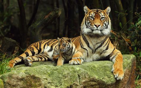 Tigress With Tiger Cub Wallpapers And Images Wallpapers Pictures Photos