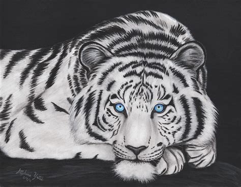 Тигр 2022 Картинки Черно Белые Telegraph