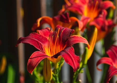 The Language Of Lily Flowers Exploring Their Timeless Meaning