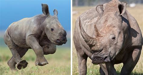 Baby animals that are completely different from their parents – BeoPeo