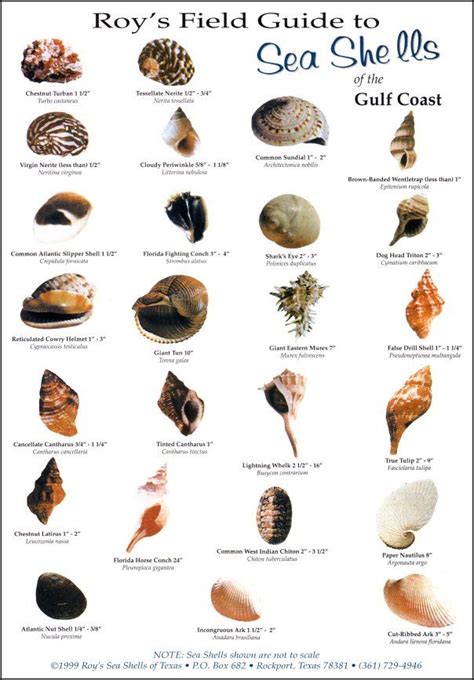 Roys Field Guide To Sea Shells Of The Gulf Coast Sea Shells Shells