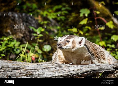 American Badger Taxidea Taxus Stock Photo Alamy