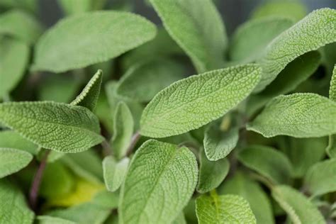 Culinary Sage Plant Care And Growing Guide