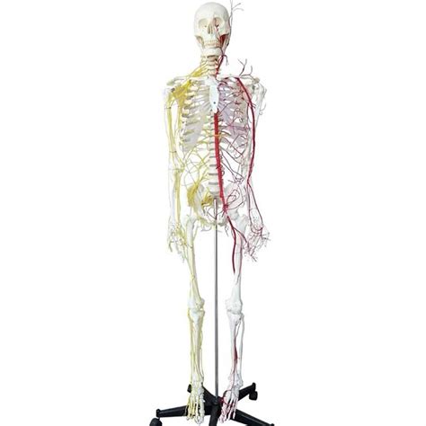 Buy Wjj Human Skeleton Anatomical Model 170 Cm Life Size Human