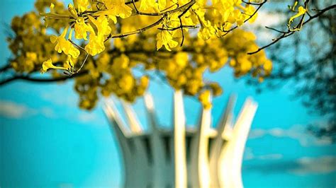 Quem Nasce Em Brasilia