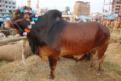 21 Qurbani animal hat will sits in Dhaka