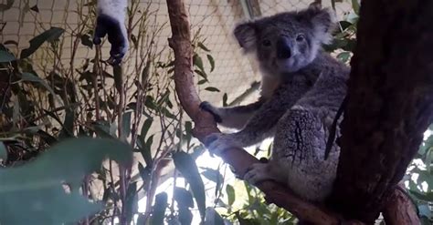 Australian Wildfires Have Driven Koalas Functionally Extinct The