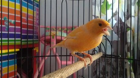 Masteran ciblek kristal gacor ngebren lakukan pemasteran jam 5 subuh dan jam 5 sore, karna di waktu ciblek kristal putih gacor ngebern santai untuk pancingan ciblek muda agar gacor. Kenari Gacor Full Isian Ciblek Kristal - YouTube