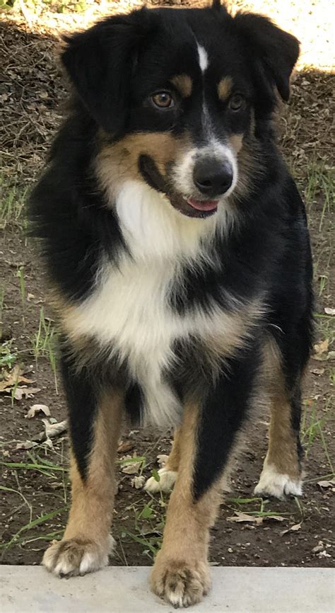 Mini Australian Shepherds, Puppies, Breeder, Sales | Elk Grove Mini Aussies