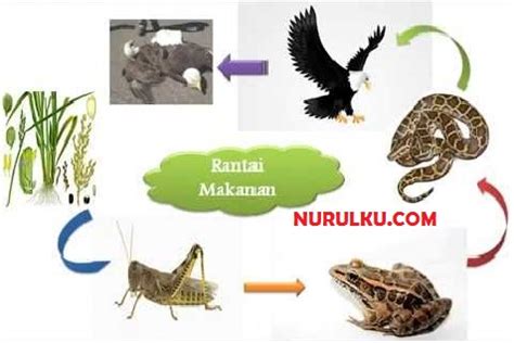 Dalam suatu ekosistem ada pengaturan kesatuan yang utuh dan men. Gambar Rantai Makanan Yang Ada Di Ekosistem - Nurulku Blog