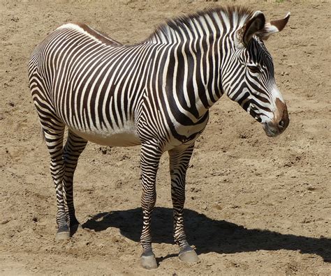 Zebra Animals Zoo Free Photo On Pixabay