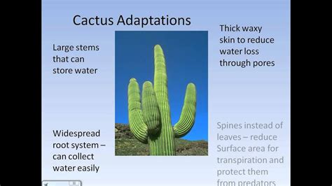 How does the cactus plant survive in the desert areas? Extreme Environments - Desert climate and adaptations.avi ...