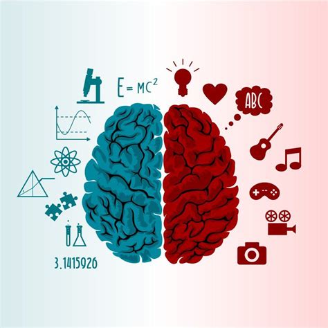 Los Hemisferios Cerebrales Y La Personalidad Cerebro Hemisferios