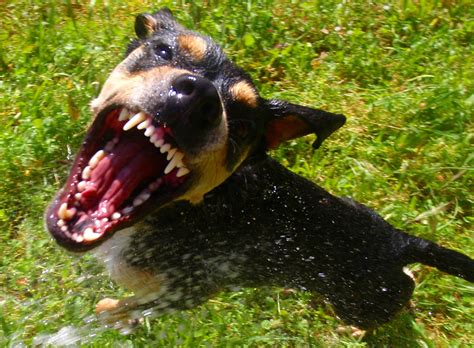 Dog Breeds That Cause The Greatest Number Of Deaths Injuries