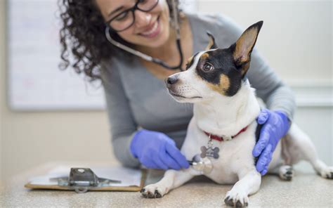 American Veterinarian Group Gets Behind Cannabis Rescheduling Leafly