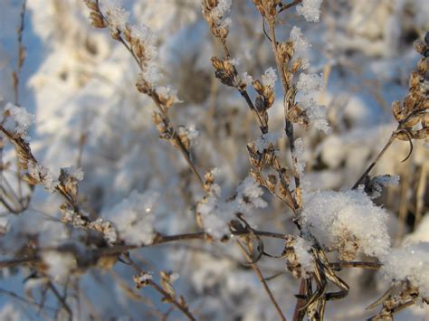 Free Images Tree Nature Branch Blossom Snow Cold Winter Plant