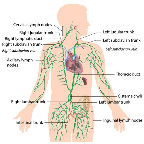 Right Lymphatic Duct And Thoracic Drain Into Best Drain