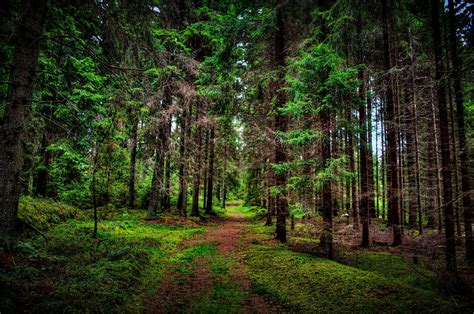 Download Path Tree Nature Forest 4k Ultra Hd Wallpaper