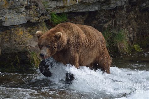 Grizzly Bear In Motion Photograph By Patricia Twardzik Fine Art America