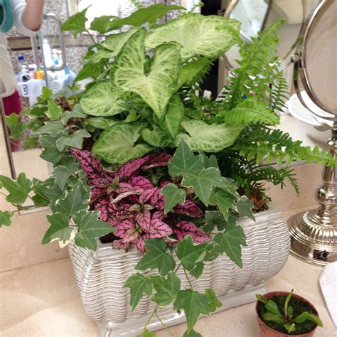 Indoor Plant Arrangement In Glazed Ceramic Pot Plants Container