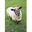 Domestic Sheep  Stock Image E764/0536 Science Photo Library