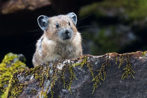 5 Surprising Facts About The American Pika
