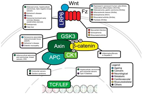 Cells Free Full Text Wnt Signaling In Disease