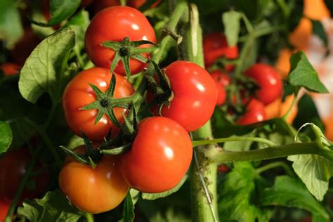 Tomato Plant Growth Timeline The 7 Stages With Pictures