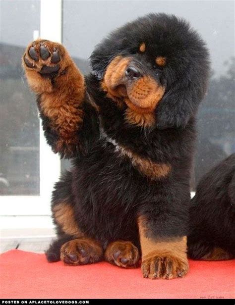 Tibetan Mastiff Puppy I Want One